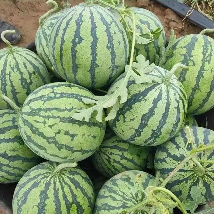 头茬麒麟西瓜新鲜当季水果现摘8424美都西瓜薄皮西瓜有籽无籽西瓜,淘宝优惠券,粉丝福利购,淘宝优惠卷