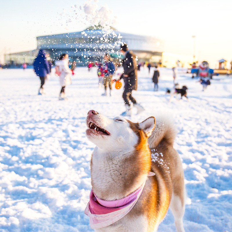 春节滑雪温泉全攻略！如何玩的尽兴又省钱7