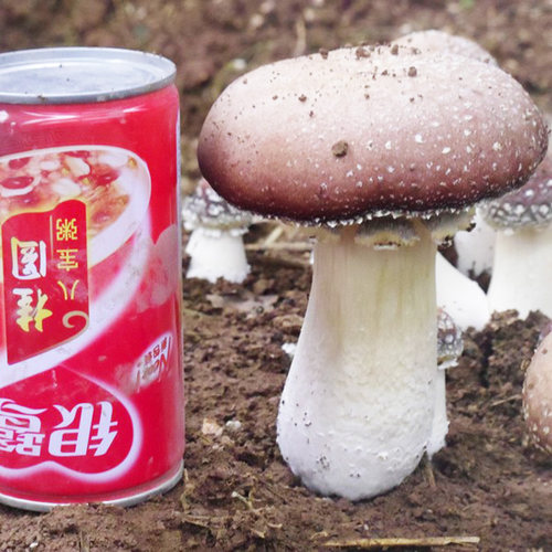 大球盖菇  赤松茸菌包菌子 蘑菇菌包 食用菌菌包家庭蘑菇盆栽阳台 - 图3