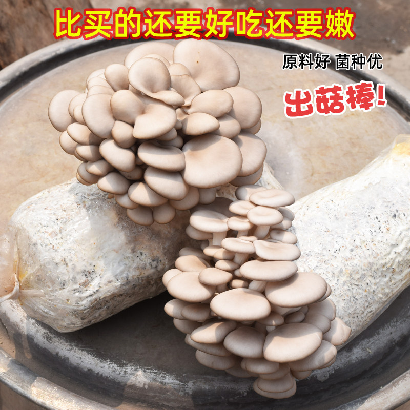 蘑菇种植包平菇蘑菇菌包菌种菌菇种植包家庭四季阳台种植采掉还长