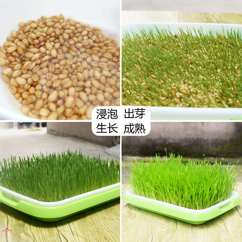 小麦粒猫草种子种孑种籽麦芽糖大麦黑麦芽苗菜育苗盘猫薄荷排毛球 - 图1