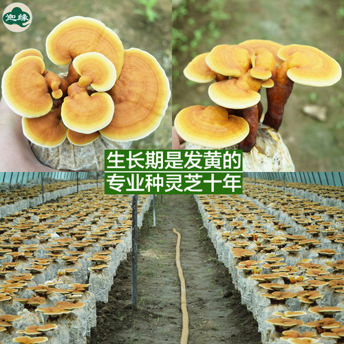 食用观赏活体灵芝盆景盆栽蘑菇灵芝菌包菌种 灵芝种植灵芝苗盆栽 - 图1