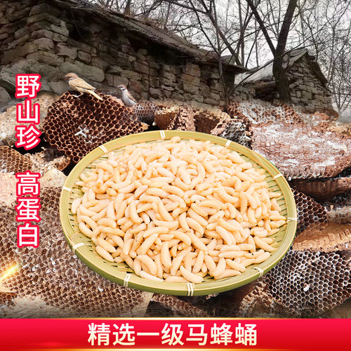 蜂蛹一级 新鲜马蜂蛹 蜂儿鲜活速冻蚂胡蜂虫葫芦蜂黄蜂仔野生500g - 图0