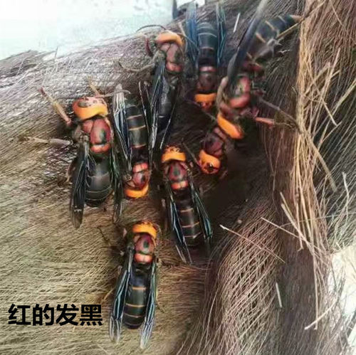 野生红娘虎头蜂大胡蜂活体冰冻牛牯地龙蜂地皇蜂大马蜂会飞老土蜂 - 图0