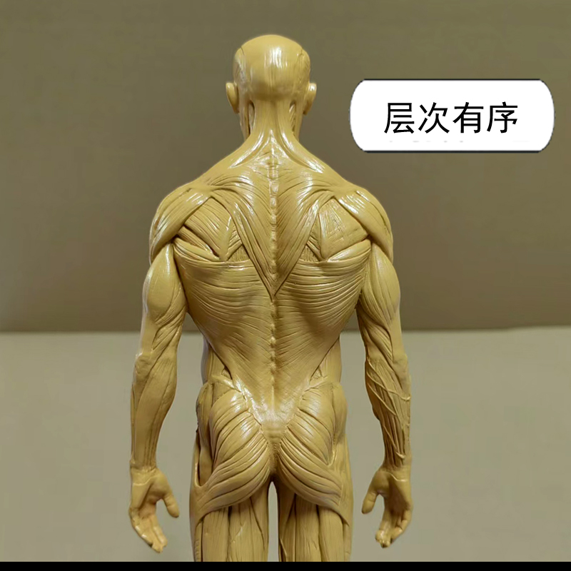 30cm绘画头骨石膏玩具素描参考艺用人体肌肉骨骼解剖结构模型美术 - 图3