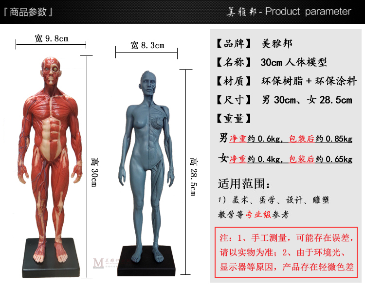 直销绘画参考头骨胸像医学艺用人体肌肉骨骼解剖结构模型美术中性 - 图1