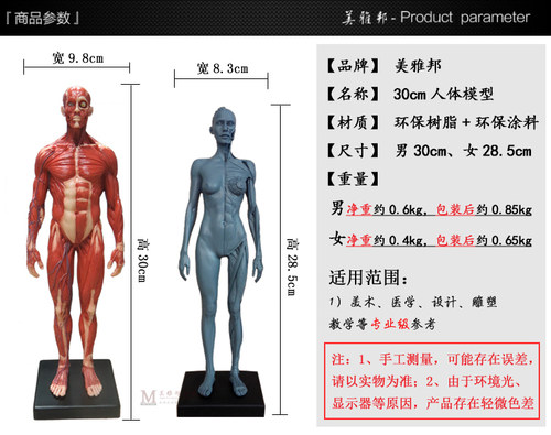 绘画参考骷髅头骨石膏头像仿真玩具艺用人体肌肉骨骼解剖模型美术 - 图1
