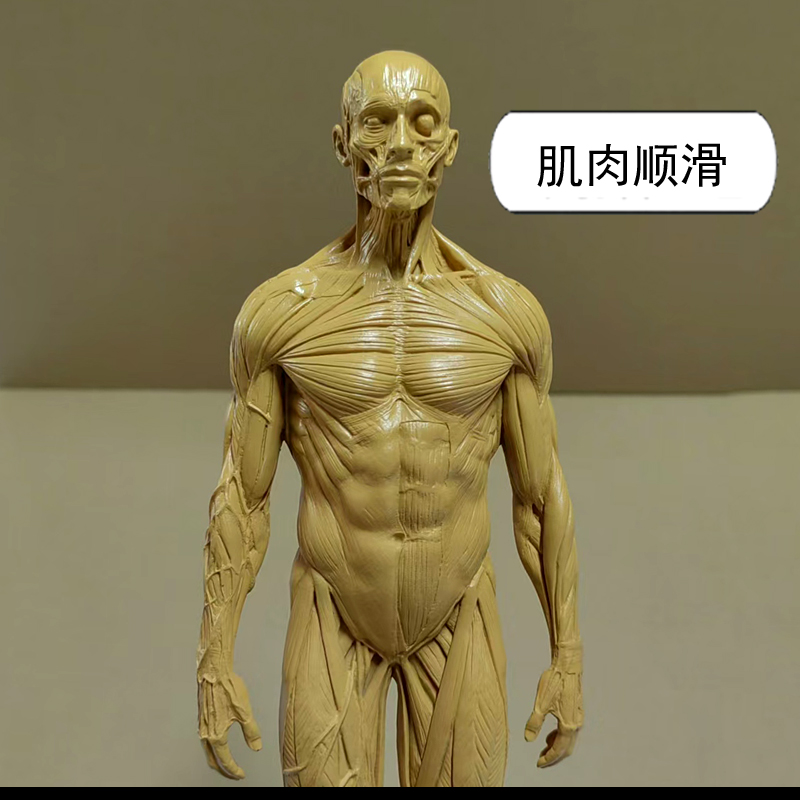 30cm绘画头骨石膏玩具素描参考艺用人体肌肉骨骼解剖结构模型美术 - 图1