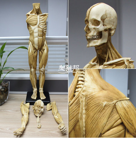 60cm绘画骷髅头骨仿真玩具石膏头像艺用人体肌肉骨骼解剖模型美术 - 图1