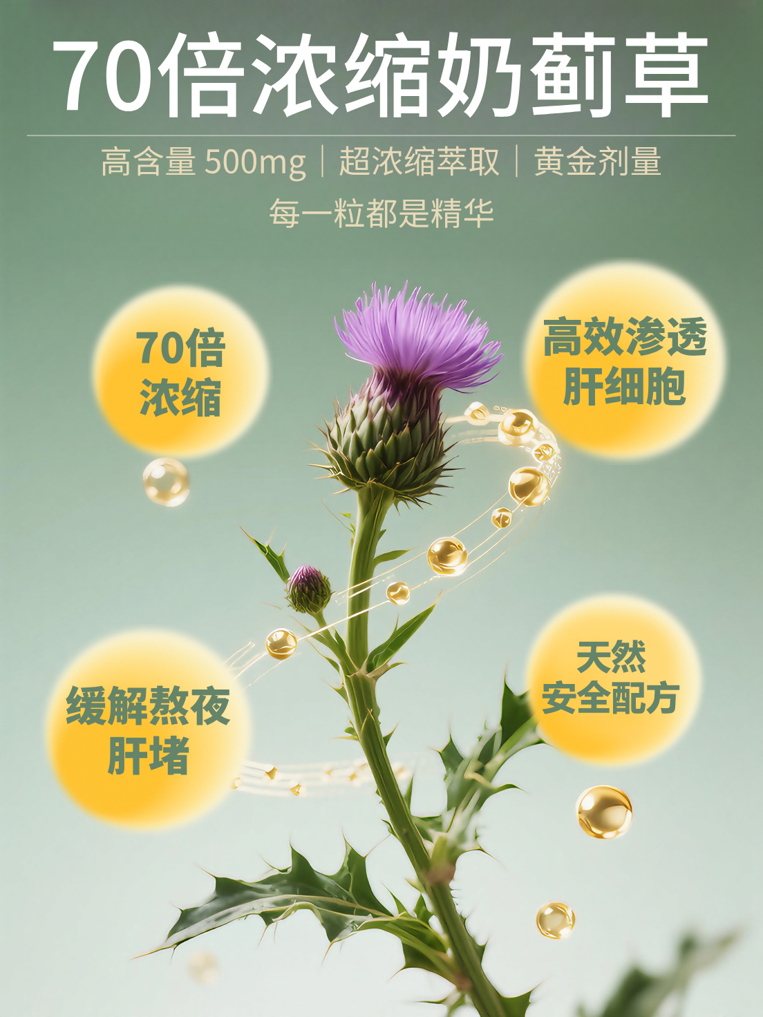 NCpro澳洲进口奶蓟草解酒应酬熬夜家庭常备水飞蓟胶囊肝营养200粒