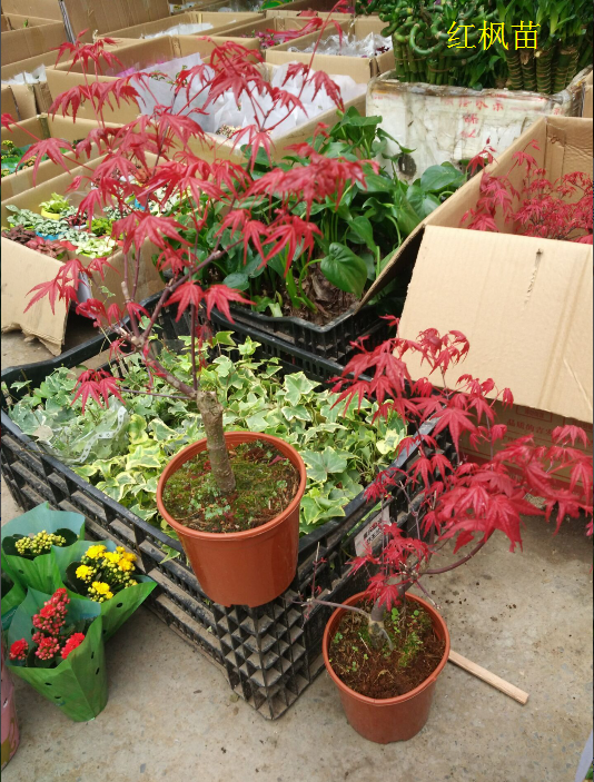 花园红杉树红枫大植物庭院楼顶阳台盆栽盆景重庆同城花卉观叶绿植 - 图2