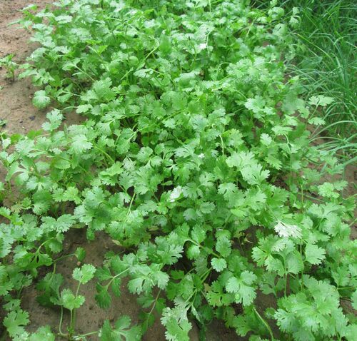 四季大叶香菜种子香菜种籽菜籽蔬菜庭院阳台盆栽500克一斤半斤 - 图2