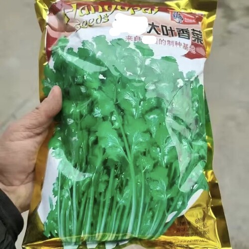 四季大叶香菜种子香菜种籽菜籽蔬菜庭院阳台盆栽500克一斤半斤 - 图3