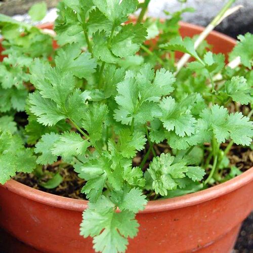 四季大叶香菜种子香菜种籽菜籽蔬菜庭院阳台盆栽500克一斤半斤 - 图0