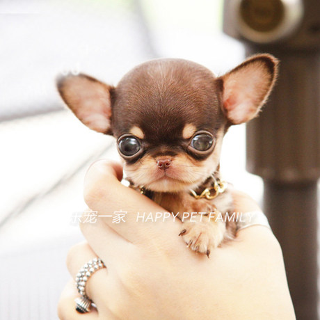 purebred teacup chihuahua for sale