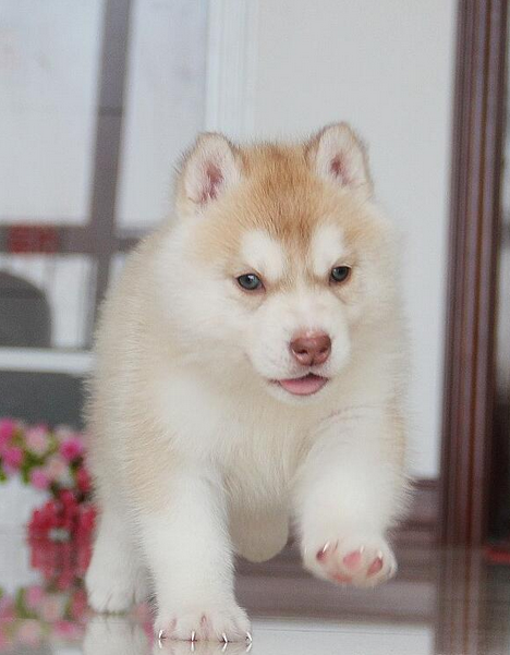 出售纯种哈士奇犬双蓝眼三把火西伯利亚雪橇犬宠物狗幼犬活体x - 图3