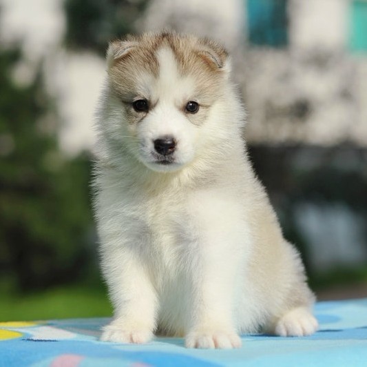 出售赛级哈士奇纯种幼犬活体三火蓝眼西伯利亚雪橇犬狗狗宠物犬x - 图2