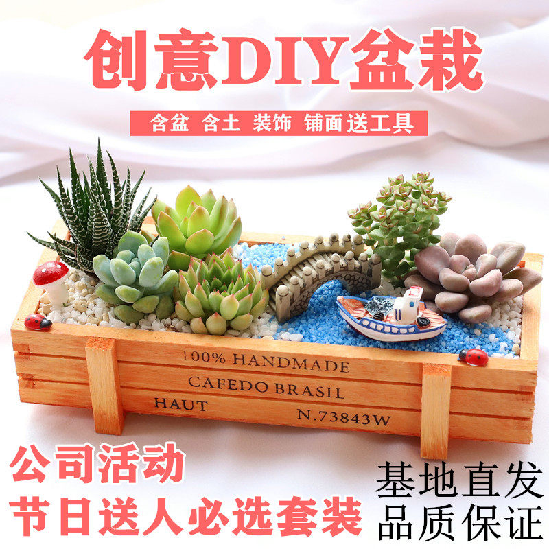 多肉植物组合盆栽含盆含土创意diy拼盘花盆肉肉植物室内绿植花卉,淘宝优惠券,粉丝福利购,淘宝优惠卷
