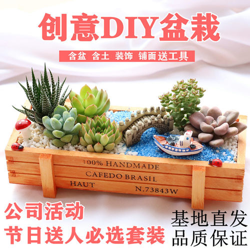 多肉植物组合盆栽含盆含土创意diy拼盘花盆肉肉植物室内绿植花卉 - 图0