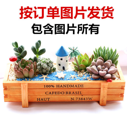 多肉植物组合盆栽含盆含土创意diy拼盘花盆肉肉植物室内绿植花卉 - 图1