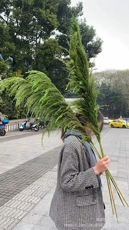 干花婚庆花材婚礼布置软装花艺橱窗布置芦苇染色彩色芦苇铁杆芦苇 - 图2