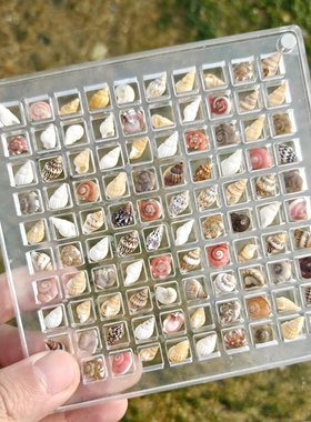天然海螺贝壳贝壳纳盒玻璃心愿瓶