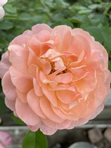 Special price difference