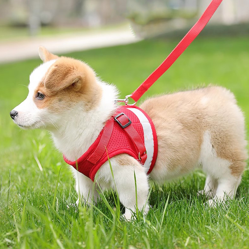 背心式狗狗牵引绳中小型犬猫咪牵引绳柯基背带防挣脱狗链子遛狗绳 - 图0