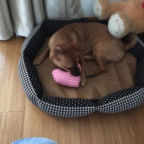 狗窝可拆洗网红泰迪比熊巴哥窝 金毛萨摩耶 猫窝大型犬窝四季通用 - 图2