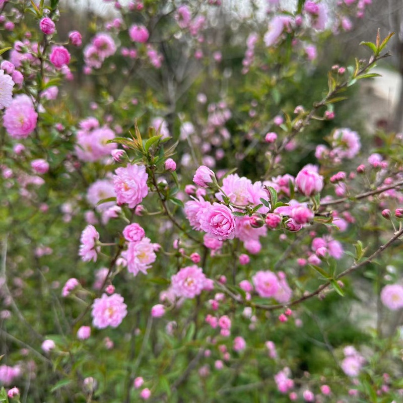 小叶重瓣榆叶梅花树苗室内外庭院花卉植物丛生粉色郁李珍珠李喷雪-图0