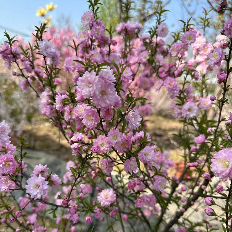 小叶重瓣榆叶梅花树苗室内外庭院花卉植物丛生粉色郁李珍珠李喷雪-图2