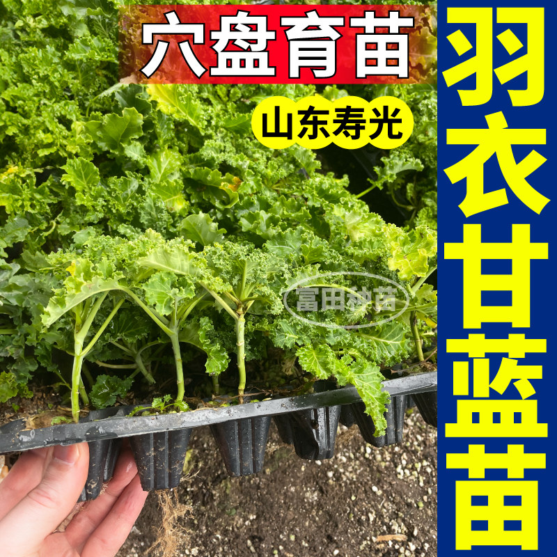 绿色羽衣甘蓝苗秧寿光观赏食用四季耐寒绿紫粉白羽衣盆栽阳台种子