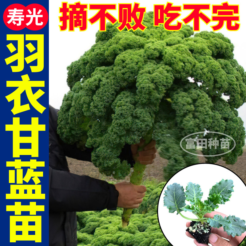 绿色羽衣甘蓝苗秧寿光观赏食用四季耐寒绿紫粉白羽衣盆栽阳台种子
