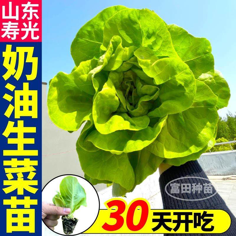 寿光奶油生菜苗秧脆甜好吃大速结球红皱生菜种子耐寒易种植带土球,淘宝优惠券,粉丝福利购,淘宝优惠卷