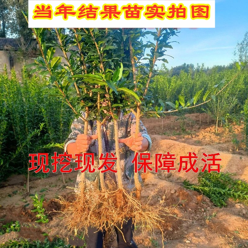 石榴树树苗会理软籽石榴树苗特大突尼斯软籽石榴树果苗南北方种植