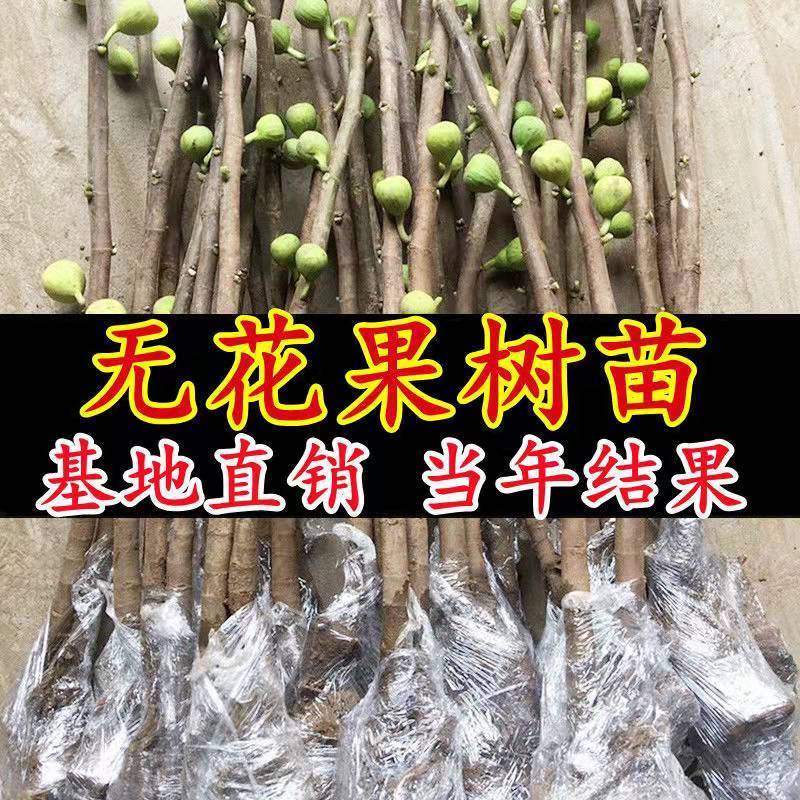 紫色波尔多无花果树苗南北方盆地栽特大紫果小波无花果苗当年结果