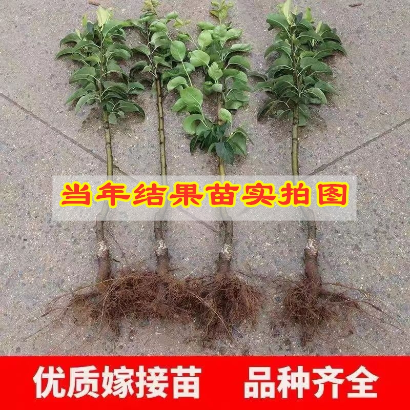 嫁接新高梨树苗南北方种植晚熟脆甜大黄梨苗盆栽地栽果树当年结果