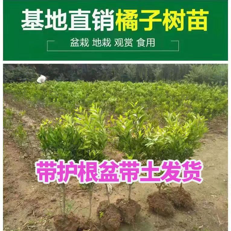 砂糖橘子树苗嫁接桔子苗盆栽地栽柑橘无核蜜橘树苗当年结果果树苗-图2