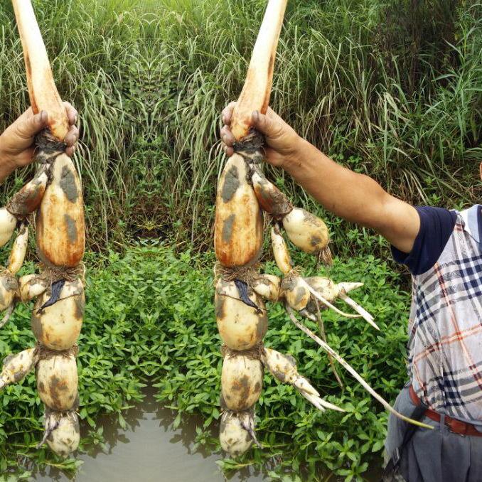 正宗四川农家新鲜现挖莲藕生吃清炒炖汤炝炒青水果清新花脆藕蔬菜 - 图2