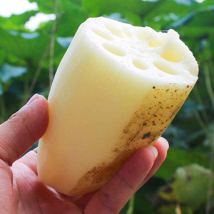 正宗四川农家新鲜现挖莲藕生吃清炒炖汤炝炒青水果清新花脆藕蔬菜 - 图1