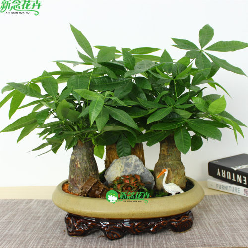 新念 发财树办公室内招财客厅 花卉植物盆栽盆景 上海绿植 - 图0