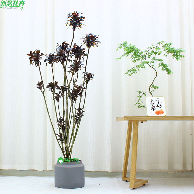 娃娃朱蕉红叶绿植客厅大型盆栽老桩黑吸甲醛办公室内好养植物