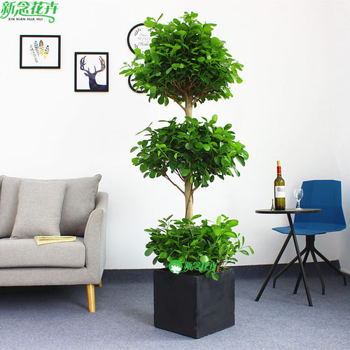摇钱树招财树大型盆栽植物花卉上海绿植盆栽 - 图1