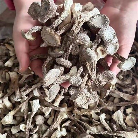 鹿茸菇干货500g包邮鹿茸菌非净重鹿茸菇云南特产脆脆菇煲汤材香菇,淘宝优惠券,粉丝福利购,淘宝优惠卷