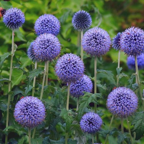 蓝刺头花苗蓝星球蓝刺芹多年生好养阳台盆栽庭院耐寒耐热植物花卉 - 图2