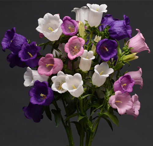 风铃草花苗阳台盆栽花卉植物宿根耐寒庭院地栽花园多年生易种好养 - 图2