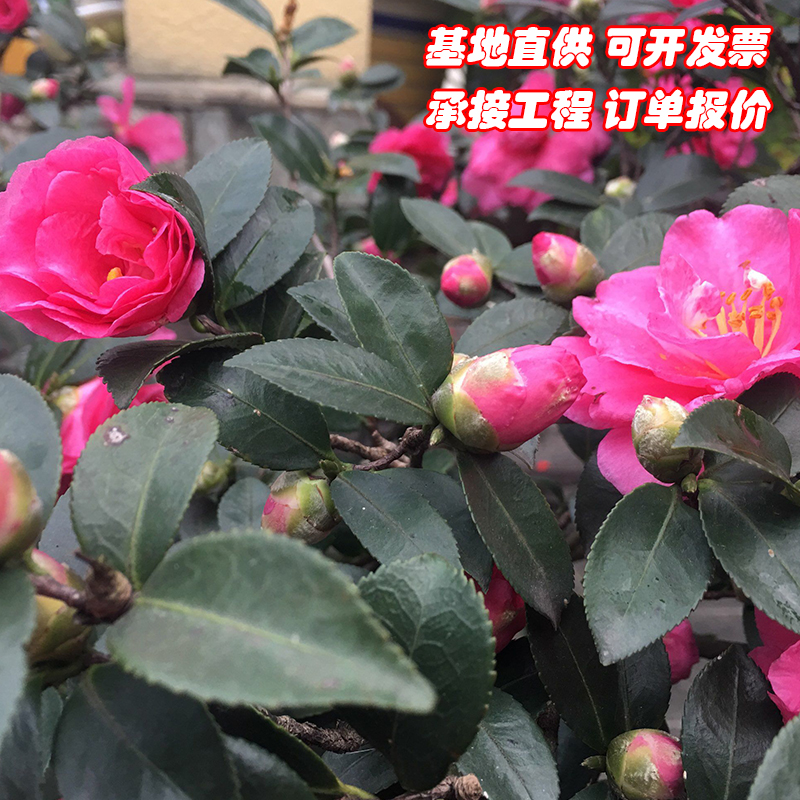 成都茶梅茶花庭院园林绿化工程苗木树苗花园植物四季常绿冬天开花 - 图2