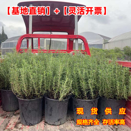 藿香薄荷驱蚊草迷迭香盆栽苗绿色多年生好养阳台庭院观赏绿叶绿植 - 图2