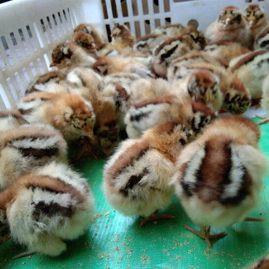 快大型青脚麻鸡种蛋受精蛋自然受精土鸡种蛋可孵化小鸡蛋宠物鸡,淘宝优惠券,粉丝福利购,淘宝优惠卷