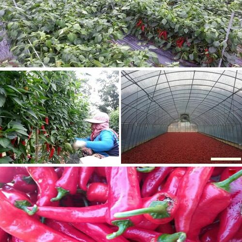 东北辣椒粉延边朝鲜族无籽泡菜辣白菜专用咸菜微辣细粉辣椒面1斤 - 图1